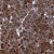 Immunohistochemistry-Paraffin: ABCF2 Antibody [NBP1-89318] Immunohistochemical staining of human pancreas shows strong cytoplasmic positivity in exocrine glandular cells.